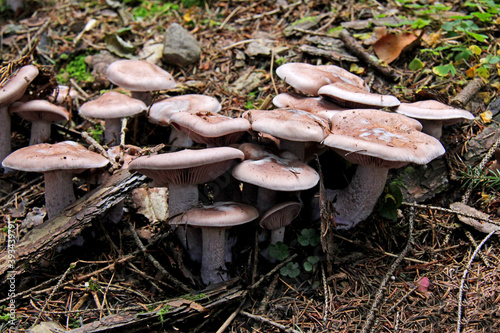 fitta famigliola di funghi bruno-rosati nel sottobosco