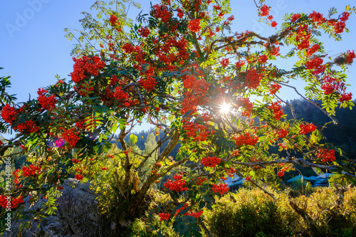 Rowan tree (Sorbus aucuparia) illuminated by sunlight
