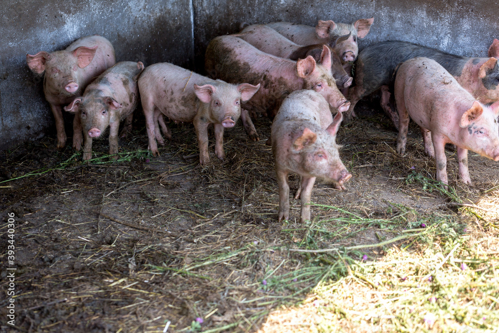 Dirty piglets grazing on a pig farm. Natural organic pig breeding. Farming. Stockbreeding. Dirty piglets grazing on a pig farm. Natural organic pig breeding. Farming. Stockbreeding.