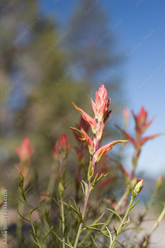 Red green spike inflorescences of Narrow Leaf Paintbrush, Castilleja Linariifolia, Orobanchaceae, native facultative root hemiparasitic perennial, San Bernardino Mountains, Transverse Ranges, Summer.