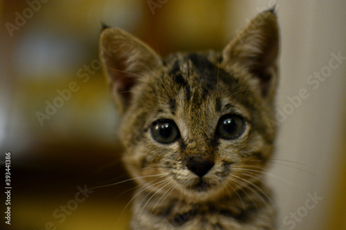 Portrait of a cat