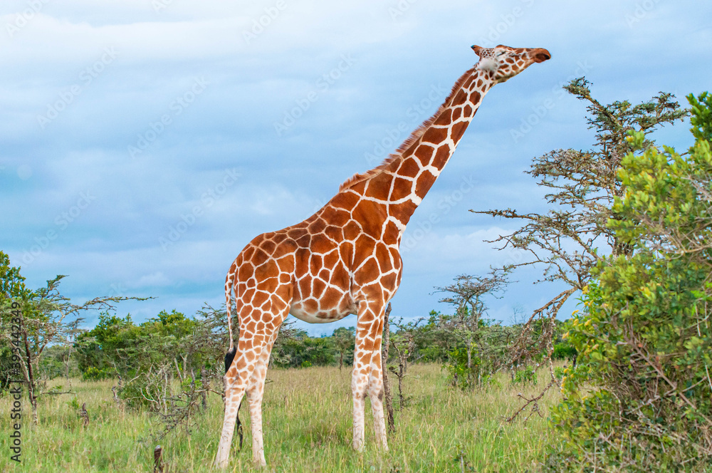 Obraz premium giraffe in the savannah