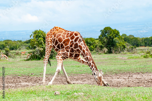Photography giraffe in the wild, trying to get a drink