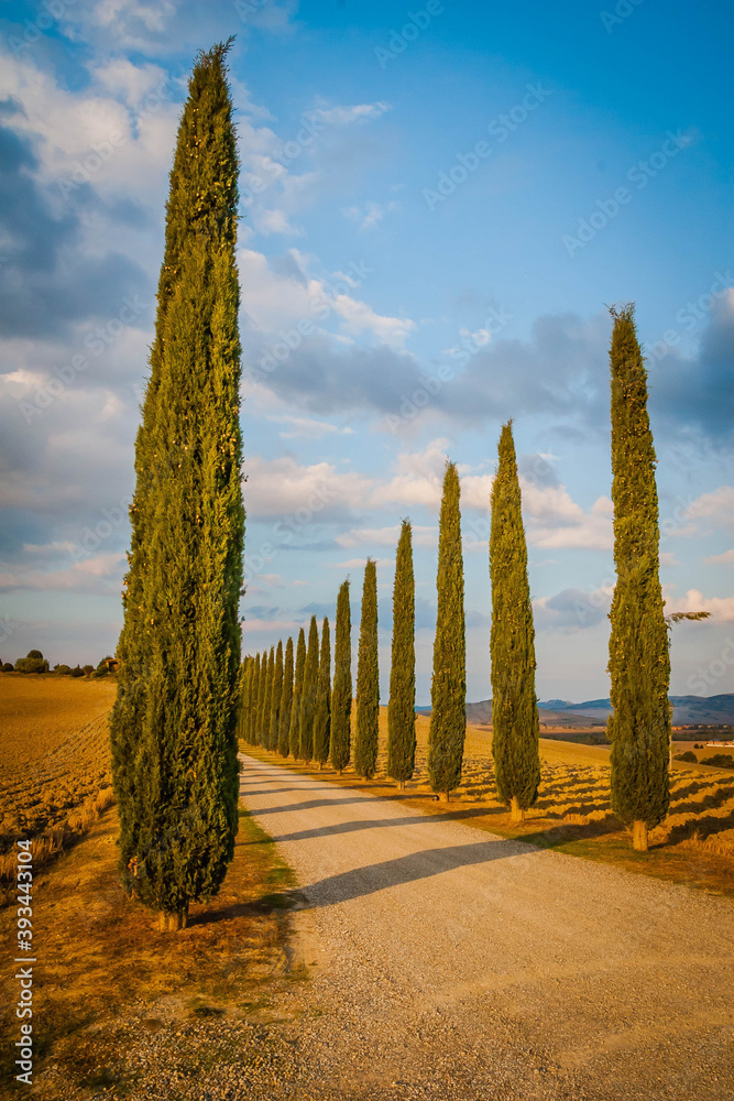 Typical Tuscan cypress alley and an old farm house, Italy