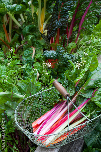 Basket with chard picked from vegetable garden