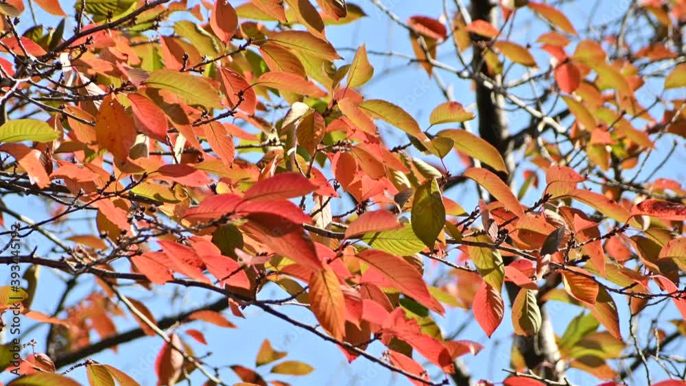 風に揺れる桜紅葉（11月中旬）