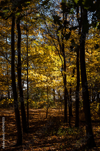 A yellow tree is guarded by tall neighbors in the autumn forest at Seven Bridges Park in South Milwaukee, Wisconsin 