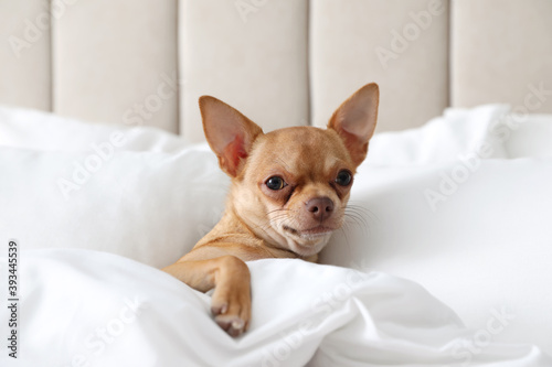 Cute Chihuahua dog under blanket at home