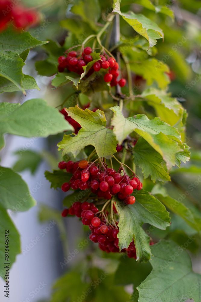 viburnum branches with ripe red bunches viburnum branches with ripe red bunches
