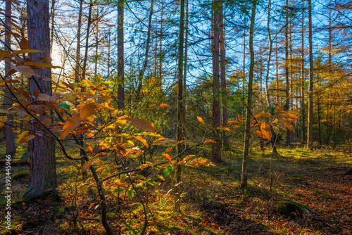 Trees in autumn colors in a forest in bright sunny sunlight at fall, Baarn, Lage Vuursche, Utrecht, The Netherlands, November 18, 2020