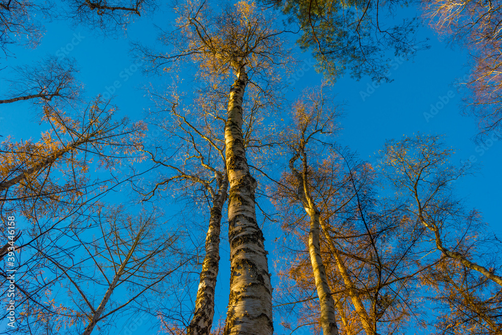 Fototapeta premium Trees in autumn colors in a forest in bright sunny sunlight at fall, Baarn, Lage Vuursche, Utrecht, The Netherlands, November 18, 2020