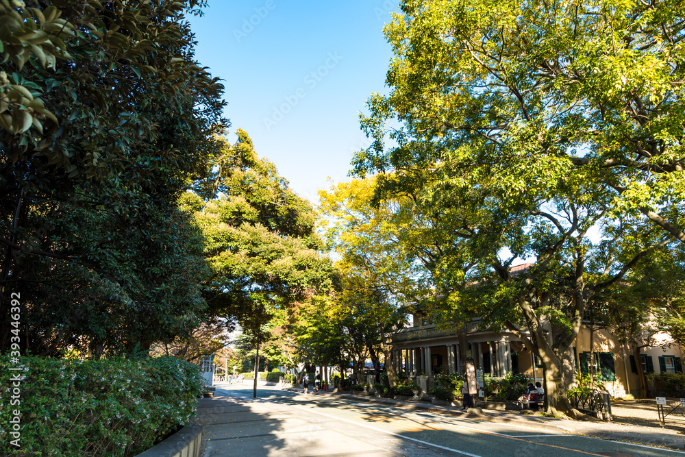 (神奈川県ｰ都市風景)青空の下の山手本通りの並木
