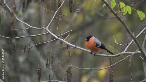 Eurasian bullfinch male