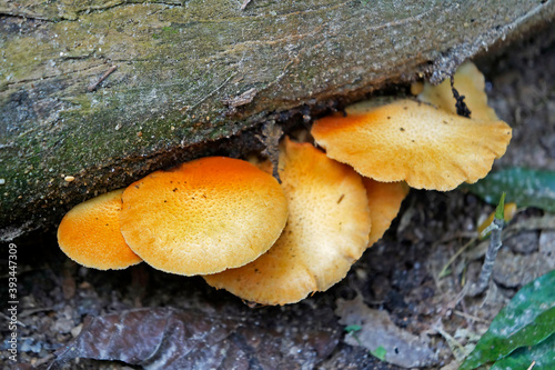 Yellow mushroom at the forest photo