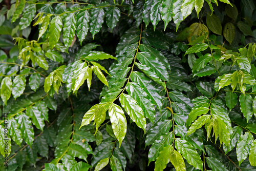 Leaves plant at 