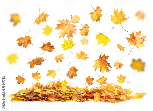 Beautiful autumn leaves falling on white background