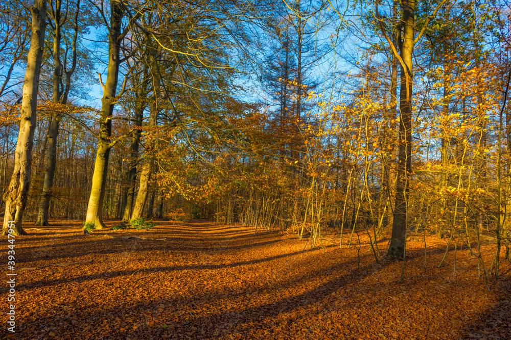 Fototapeta premium Trees in autumn colors in a forest in bright sunny sunlight at fall, Baarn, Lage Vuursche, Utrecht, The Netherlands, November 18, 2020