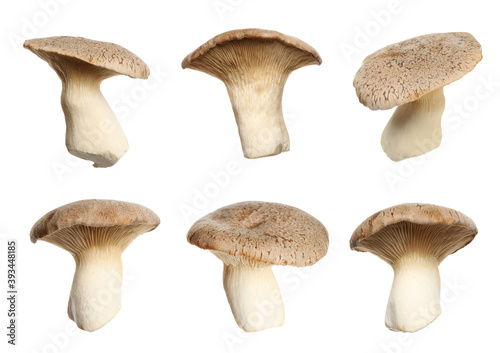 Set of fresh king oyster mushrooms on white background