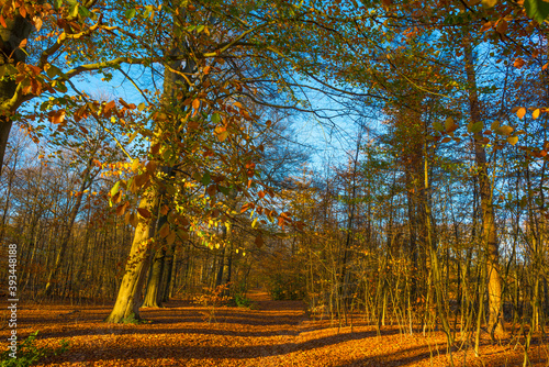 Trees in autumn colors in a forest in bright sunny sunlight at fall, Baarn, Lage Vuursche, Utrecht, The Netherlands, November 18, 2020