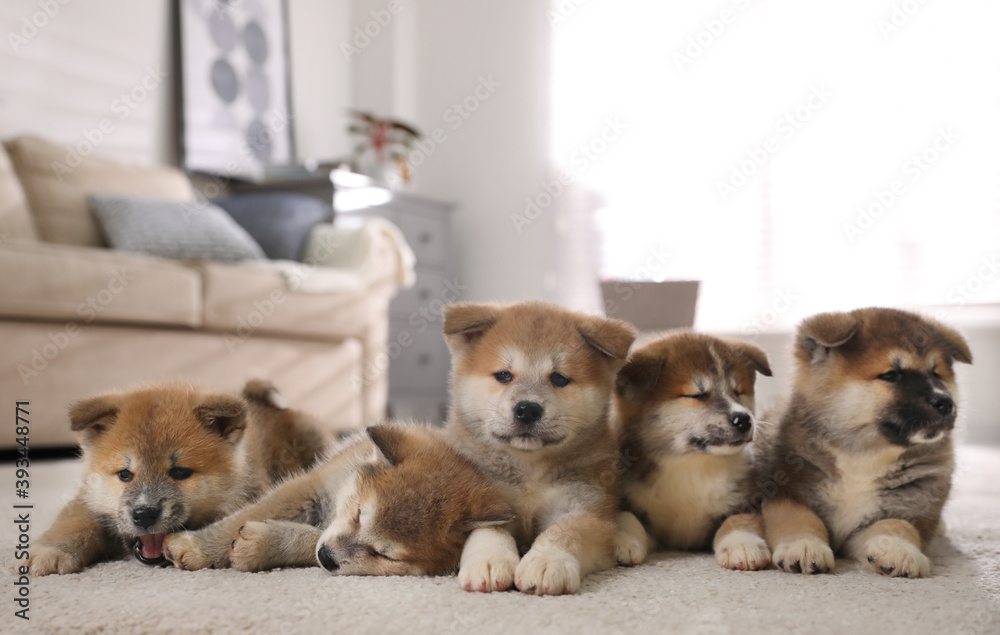 Adorable Akita Inu puppies on carpet indoors Adorable Akita Inu puppies on carpet indoors