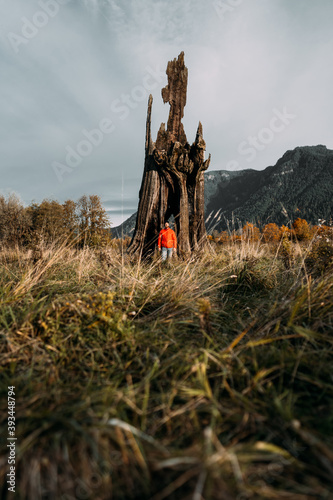 Man Standing By Giant Tree photo