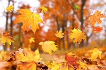 Autumn season. Beautiful leaves falling in park