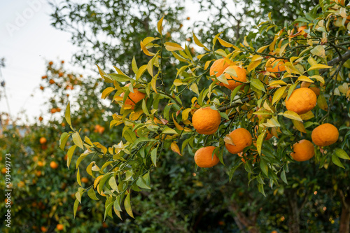 Well-matured mandarin oranges and the tree, Japan