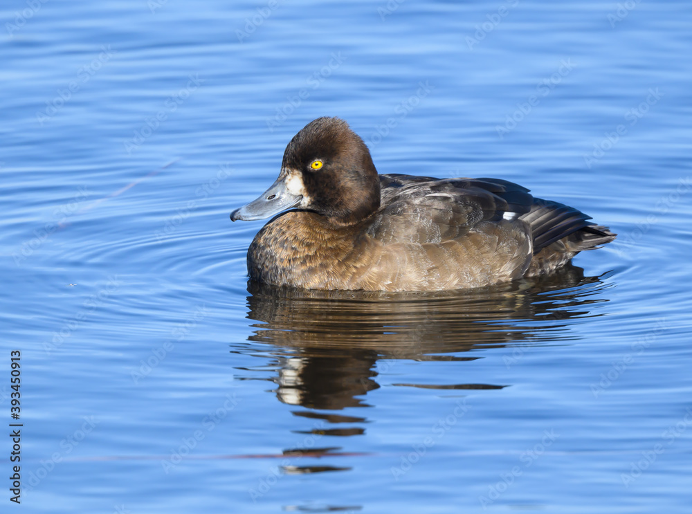 Female Lesser Scaup swimming in Fall Female Lesser Scaup swimming in Fall