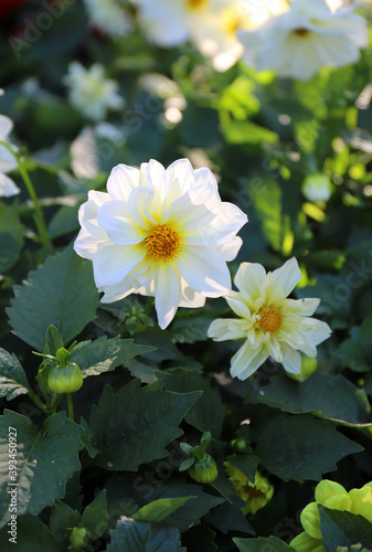 gorgeous white dahlia growing in the park on a sunny day
