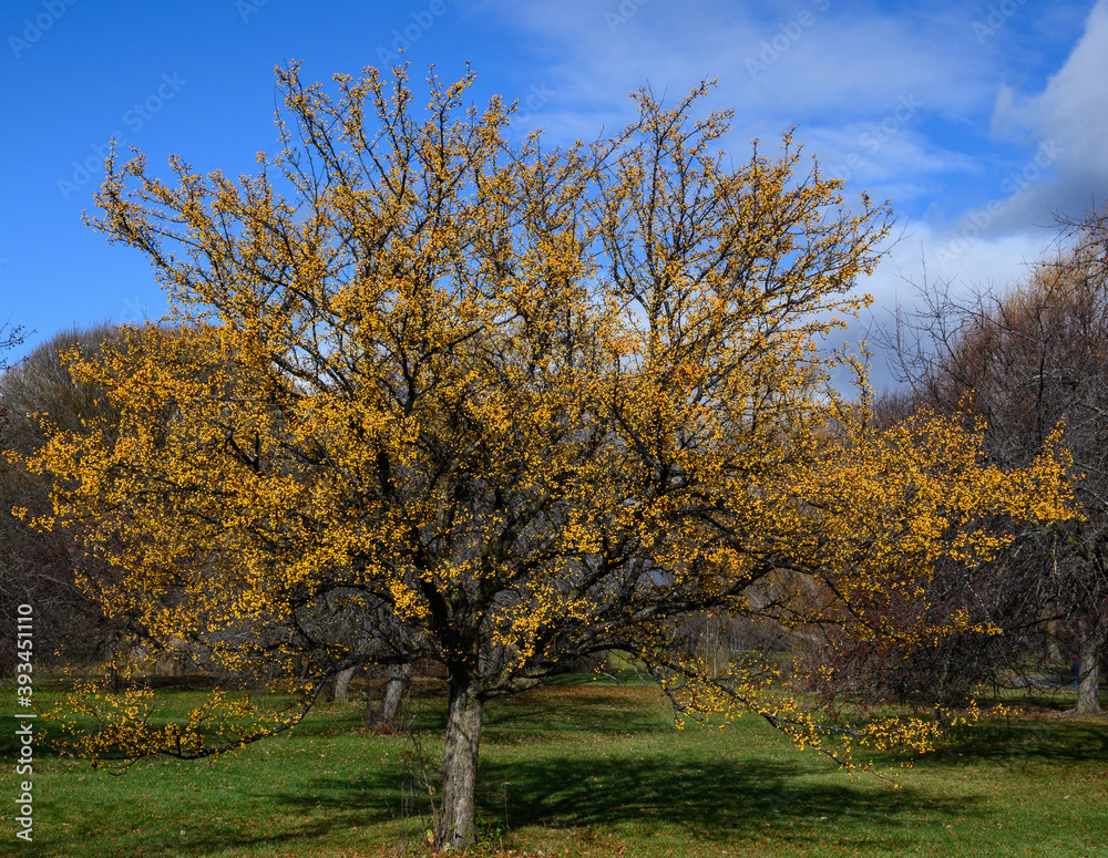 Tree with yellow berries against Blue Sky in Fall