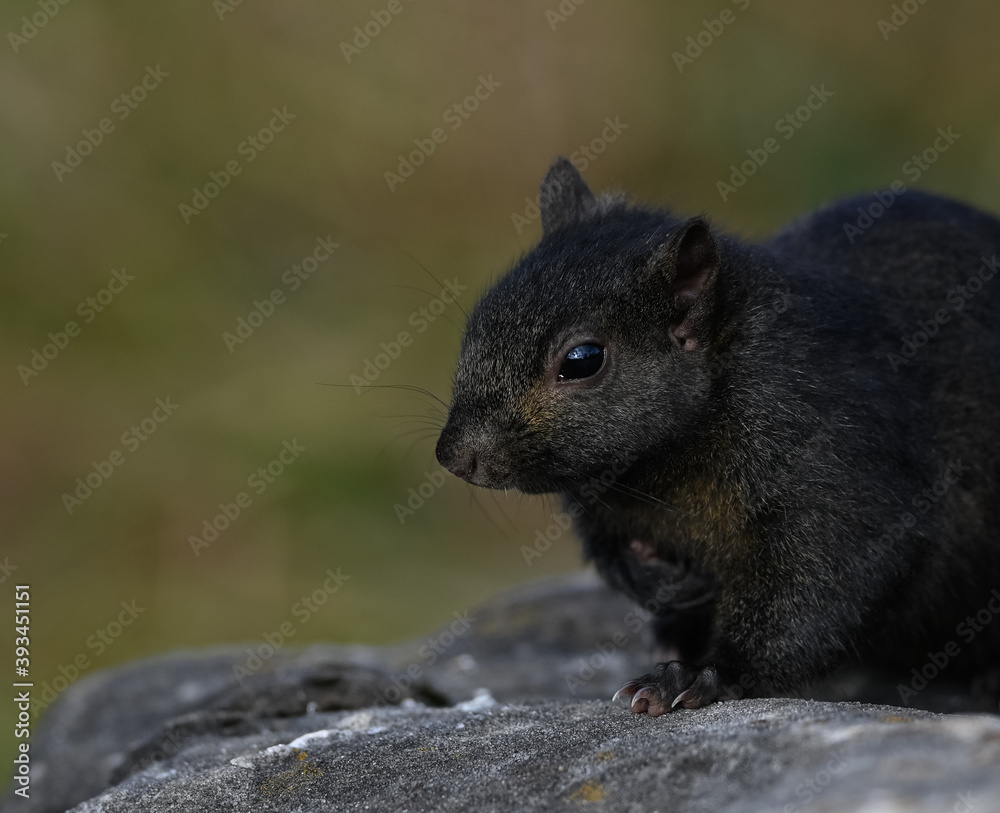 Black Squirrel Closeup Portrait on Green Background in Fall Black Squirrel Closeup Portrait on Green Background in Fall