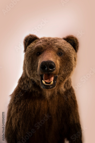 Brown Bear Animal Mount