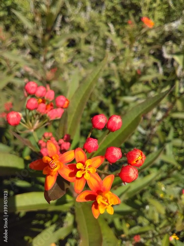 Planta flor algodoncillo, venenillo, flor de sangre, hierba María, platanillo. Roja con fondo desenfocado