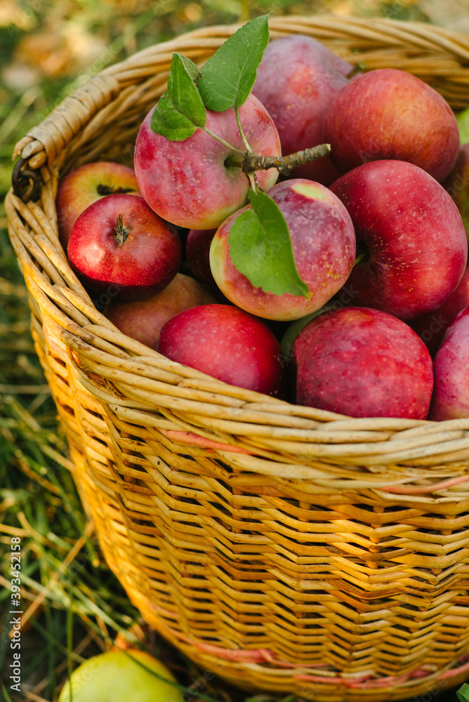 Fresh apples in a basket Fresh apples in a basket
