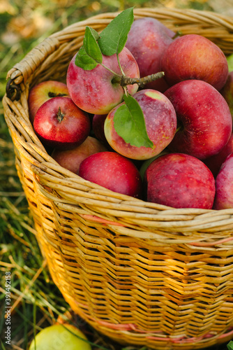 Fresh apples in a basket