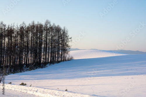 冬の夕暮れの雪原に伸びるカラマツ林の影 