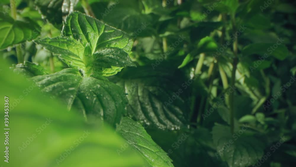 Mint leaf.
The plant of mint close-up swings in the wind. Mint leaf.
The plant of mint close-up swings in the wind.