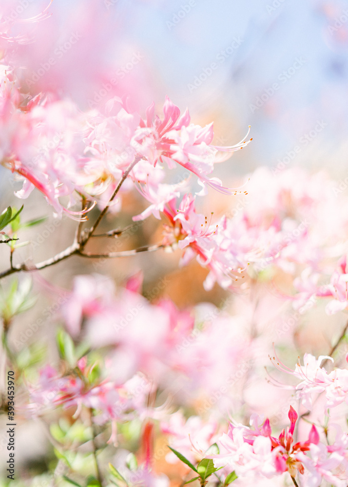 Pink blooms in the spring Pink blooms in the spring