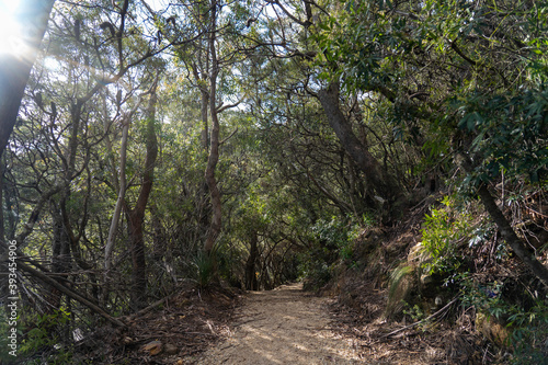path in the forest, walking trail through the green bush area
