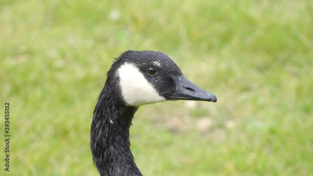 33339_The_black_eyes_of_the_goose_in_the_farm_in_Estonia.mov 33339_The_black_eyes_of_the_goose_in_the_farm_in_Estonia.mov