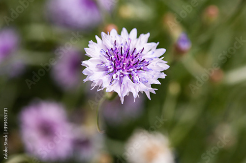 Lavender Flower
