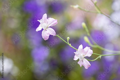 Delicate Flower