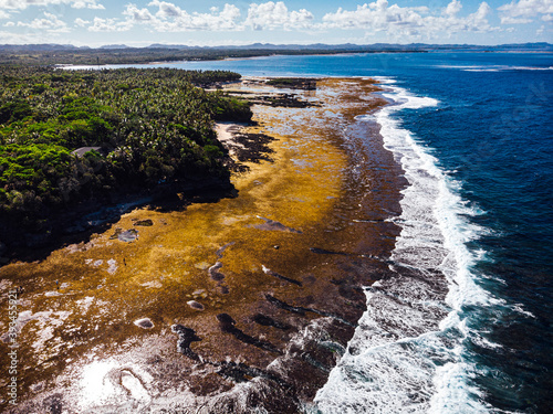 Coral reef shoreline on low tide and palm trees vegetation