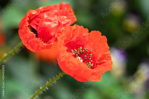 Poppys