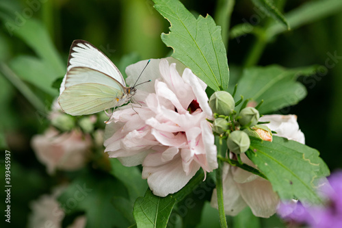 White Butterfly