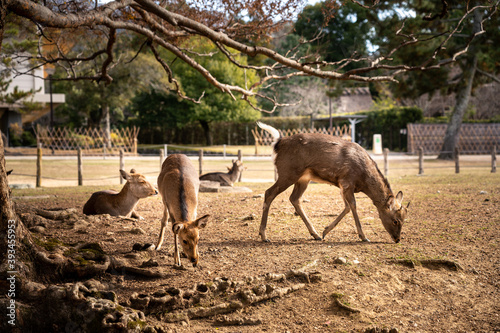 Deer in Nara Park, Nara Japan