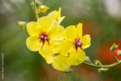 Yellow Flower