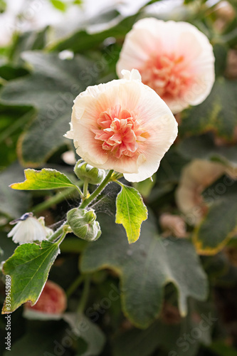 Peach and Ruffly