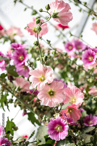 Hollyhocks