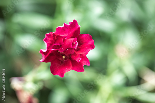 Red Flower